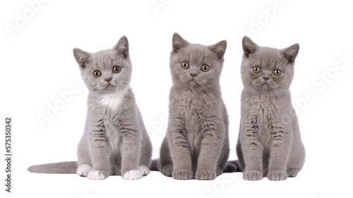Row of 3 British Shorthair cat kittens, siting beside each other. All looking towards camera. Isolated cutout on a transparent background.