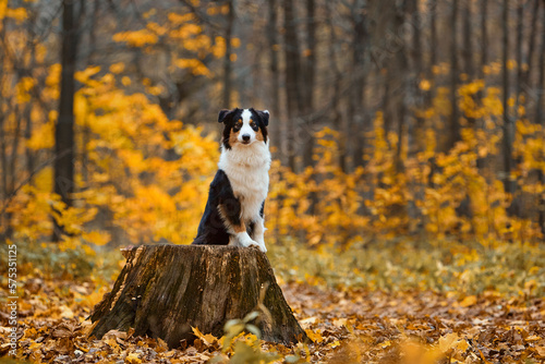 Wallpaper Mural Australian shepherd dog stands in the autumn forest or park. The pet has put its front paws on a tree stump and is looking at the camera.The concept of pet goods, articles, blog. Torontodigital.ca