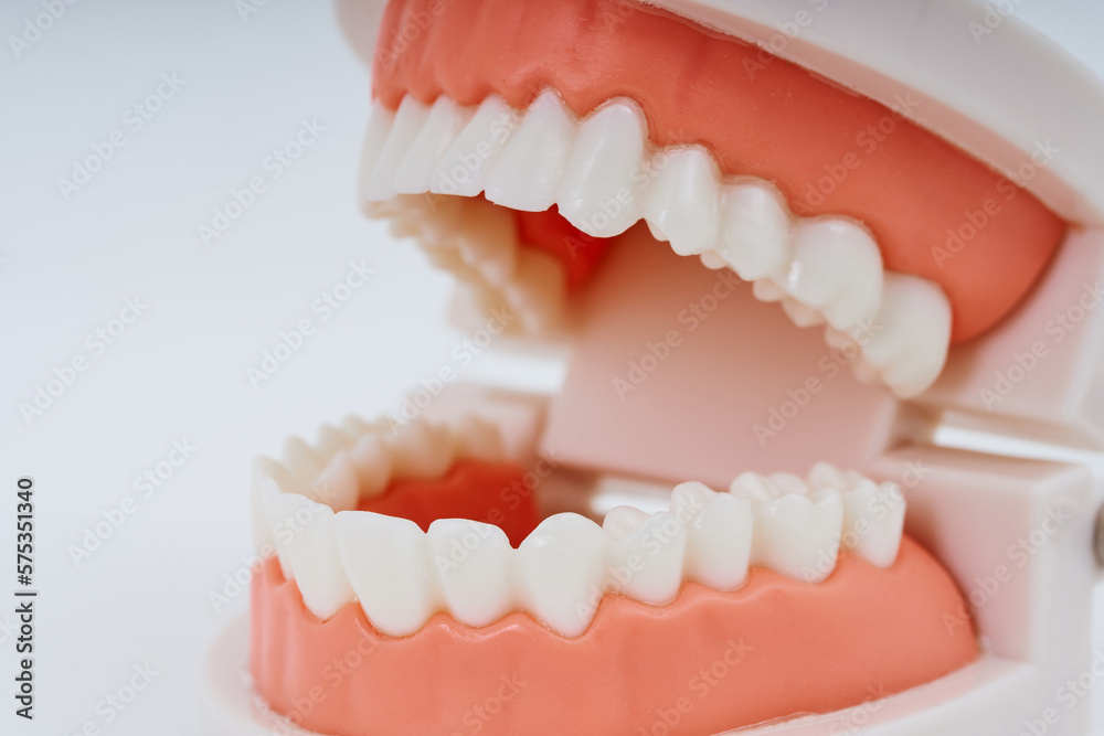 Obraz premium 歯列模型と白い背景