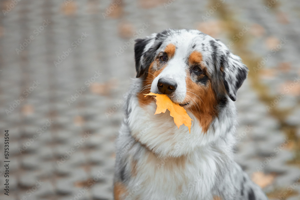Dog breed Australian Shepherd sits in the park on the street, in the forest among the trees in autumn. The pet holds a leaf in its mouth. The concept of goods for animals, articles, blog. Dog breed Australian Shepherd sits in the park on the street, in the forest among the trees in autumn. The pet holds a leaf in its mouth. The concept of goods for animals, articles, blog.