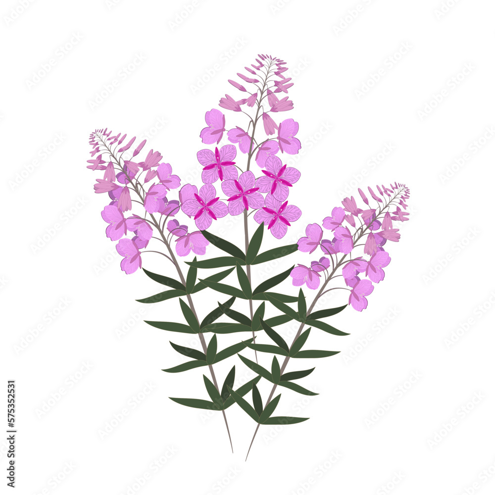 Obraz premium Ivan tea flowers on a white background. Beautiful pink flowers on a white background