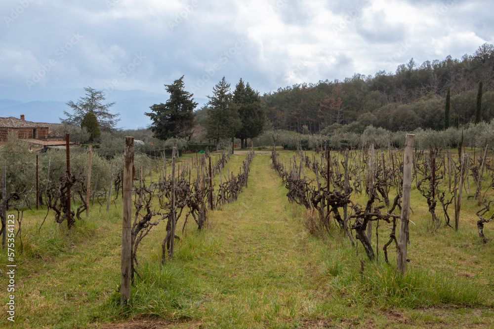 The small vineyards of Tuscany enchant