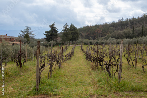 The small vineyards of Tuscany enchant