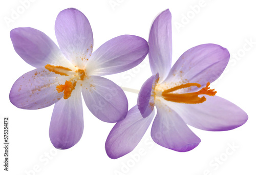 Saffron crocus flower photo