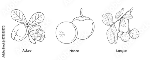 Hand drawing fruits collection. Line art fruits icons. Ackee, Nance, Longan isolated on white background. Fresh fruits design for packaging. Vector illustration