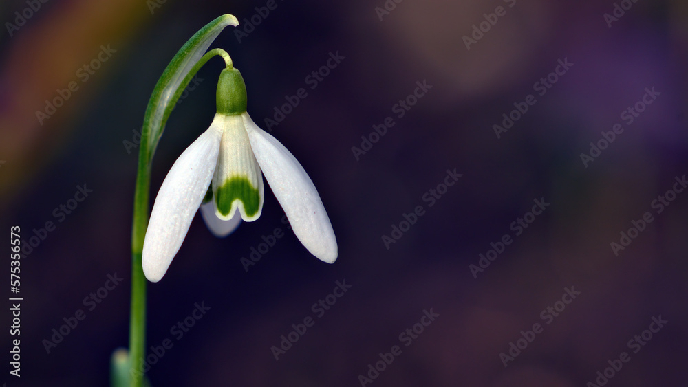 Snowdrops in Spring