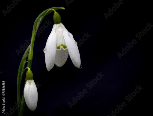 Snowdrops in Spring