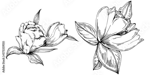 Line drawing flowers, wild flowers, hand drawn vector illustration.