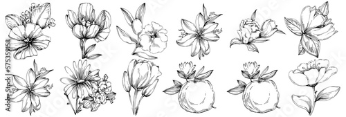 Line drawing flowers, wild flowers, hand drawn vector illustration Fototapet