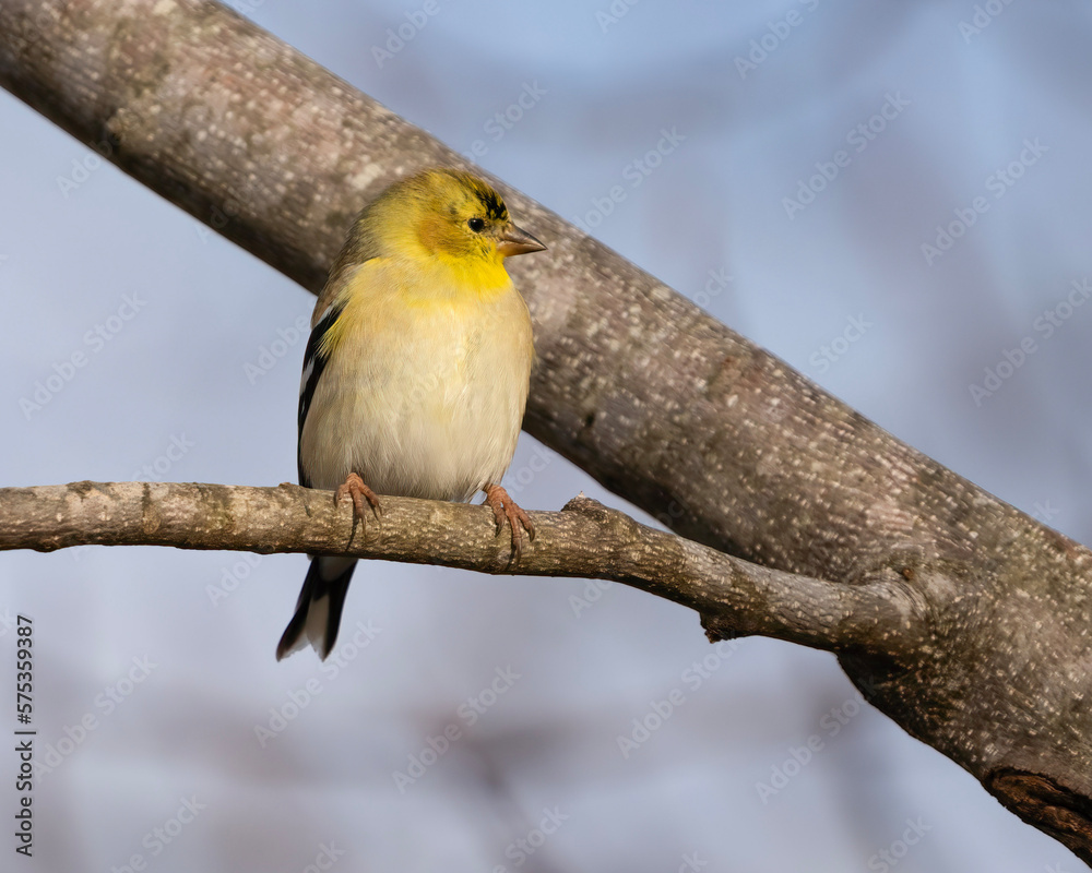 Fototapeta premium American Goldfinch on a branch
