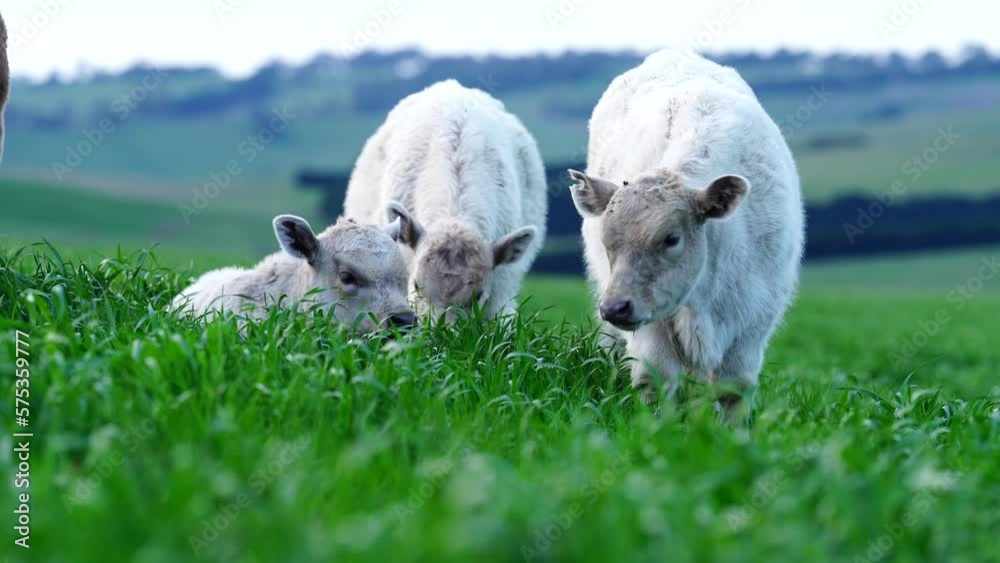 cows in field, grazing on grass and pasture in Australia, on a farming ranch. Cattle eating hay and silage. breeds include speckled park, Murray grey, angus, Brangus, hereford, wagyu, dairy cows. cows in field, grazing on grass and pasture in Australia, on a farming ranch. Cattle eating hay and silage. breeds include speckled park, Murray grey, angus, Brangus, hereford, wagyu, dairy cows.