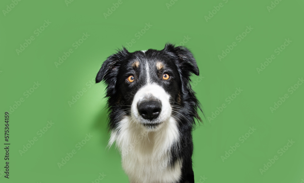 Clever; concentrate and serious border collie dog looking at camera. Isolated on green colored background