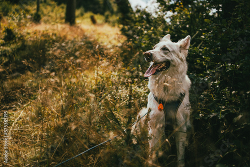 white swiss shepherd dog resting in the nature  © mcBagus