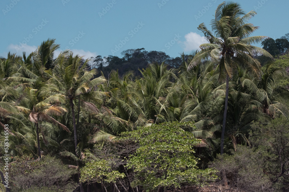 Fototapeta premium joshua tree national park