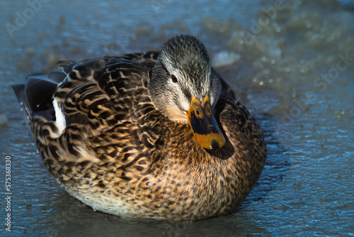 Wild Duck Female sitting in the sun - close-up