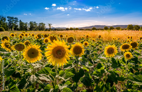 Champs de tournesols en Beaujolais