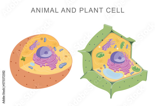 Comparing animal and plant cells photo