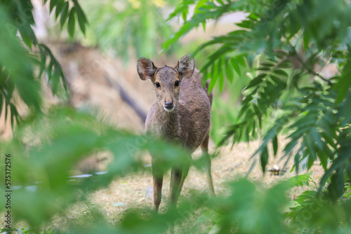 Fototapeta Naklejka Na Ścianę i Meble -  Heading among the Green Trees Javan Rusa Deer, Thailand