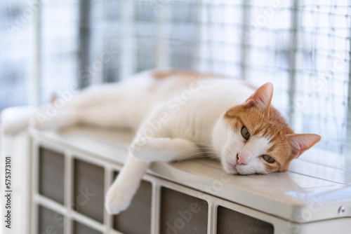 a photo session of our cats