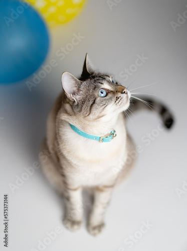 a photo session of our cats