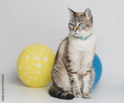 a photo session of our cats