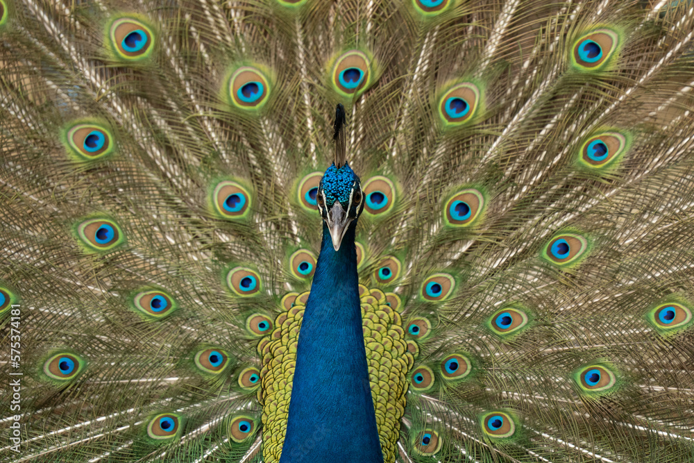 Obraz premium Indian peacock showing beautiful tail during mating season