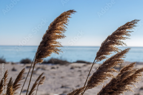 Reeds against the blue sky © Irina