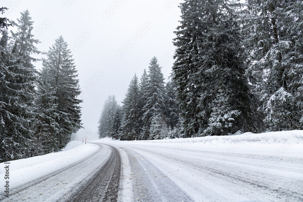 Snowy road with big trees on the sides