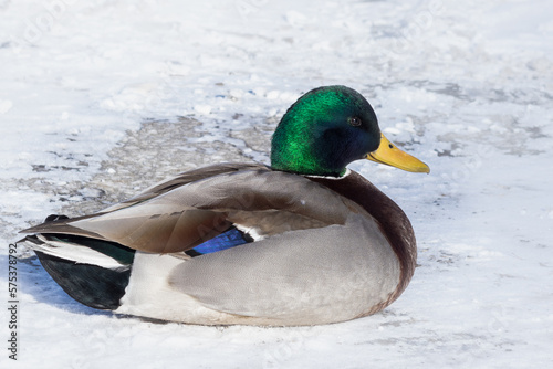 Wild Duck male sitting in the sun on the snow in Winter - close-up