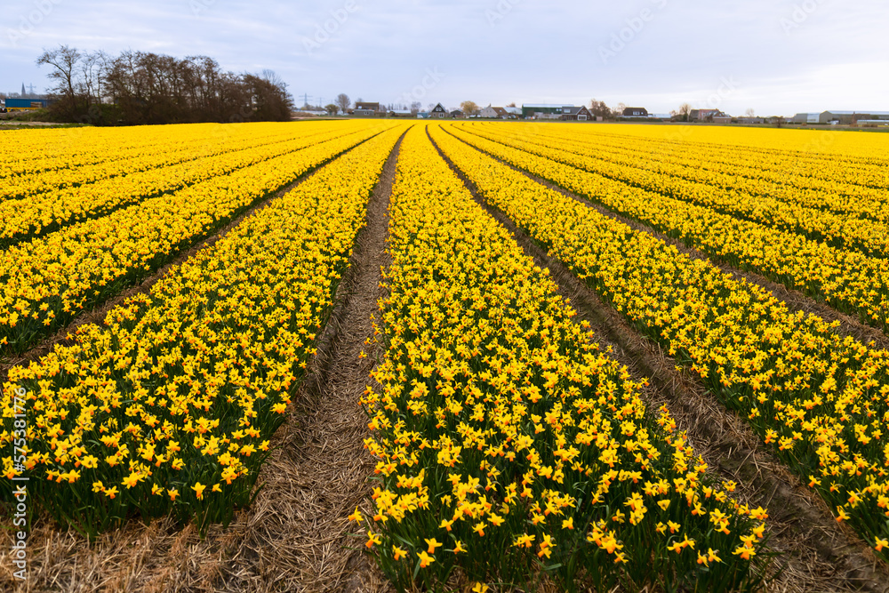 Dutch daffodil bulb field with yellow rows of daffodils in bloom.