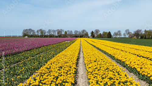 Rows of tulips with different colors in the countryside in Flevoland near Zeewolde.