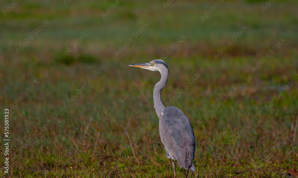 big gray water bird in the grass,Great Egret, Ardea alba