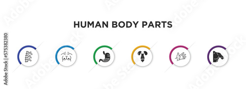 human body parts filled icons with infographic template. glyph icons such as human spine, human breast, stoh with liquids, excretory system, hand showing palm, men shoulder vector.
