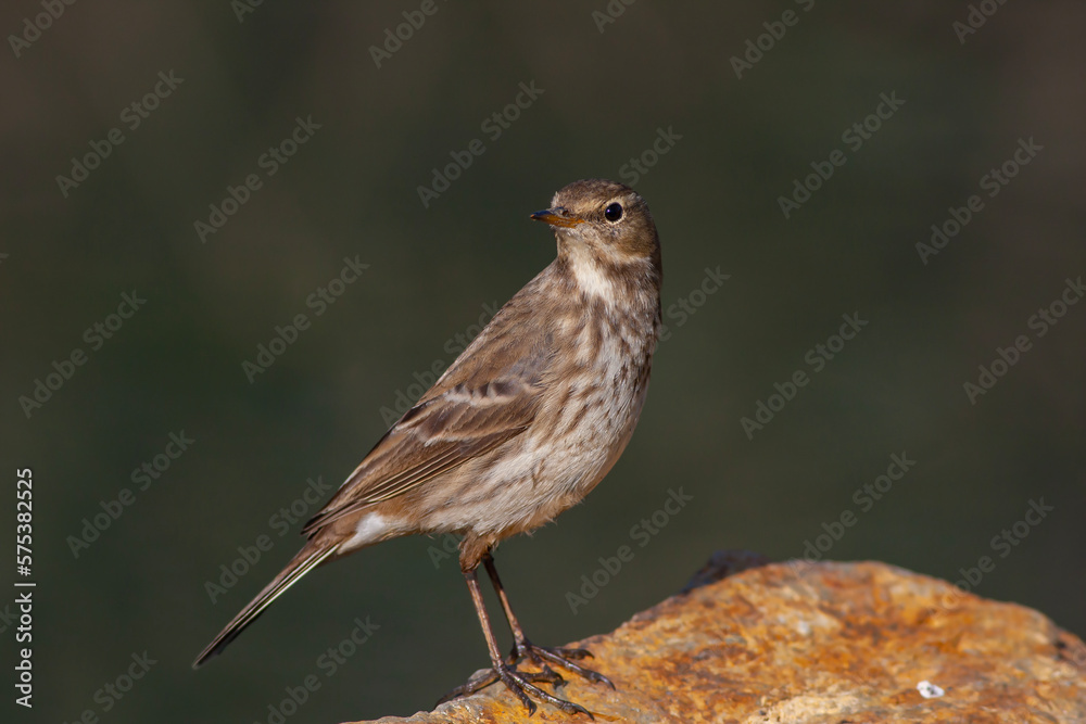 little bird watching on the ground, Water Pipit, Anthus spinoletta little bird watching on the ground, Water Pipit, Anthus spinoletta