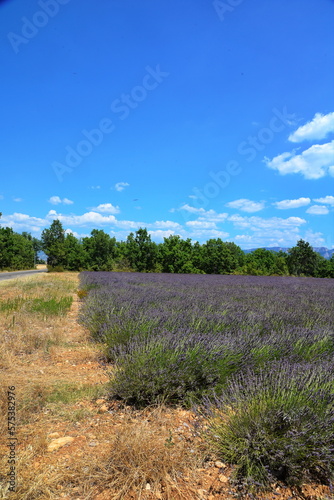Lavendelfeld auf dem Plateau du Sault