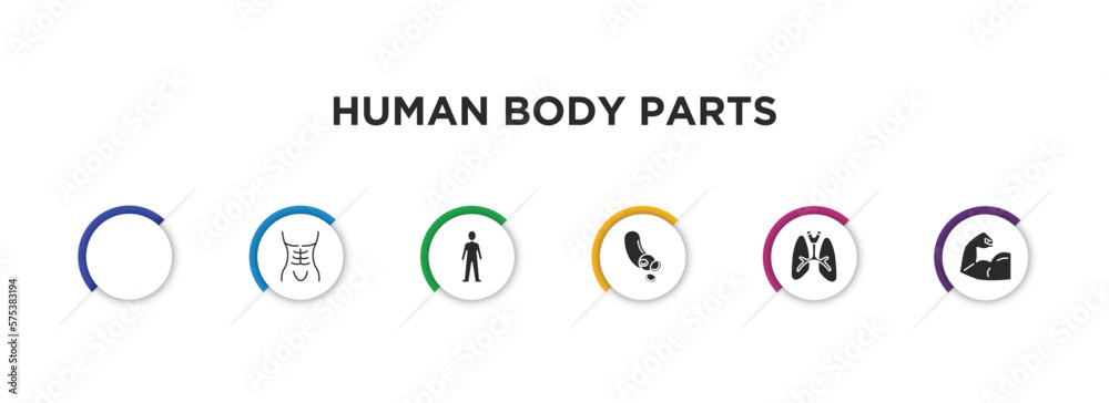 human body parts filled icons with infographic template. glyph icons such as spine bone, human abdomen, standing human body, blood vessel, lungs with the trachea, muscular arm vector. human body parts filled icons with infographic template. glyph icons such as spine bone, human abdomen, standing human body, blood vessel, lungs with the trachea, muscular arm vector.