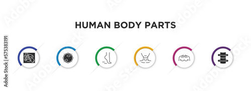 human body parts filled icons with infographic template. glyph icons such as skin cells, big cellule, tiptoe feet, human neck, men chest, ball of the knee vector.