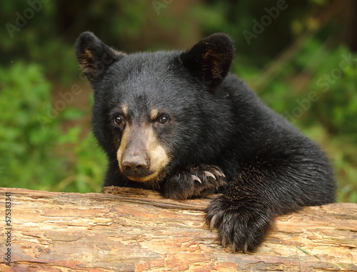 black bear cub peaking over a log