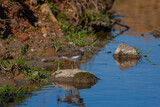 water bird feeding in its natural habitat, Common Greenshank, Tringa nebularia