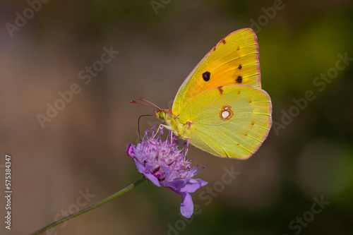 Yellow Glory butterfly on the plant,  Clouded Yellow, Colias crocea photo