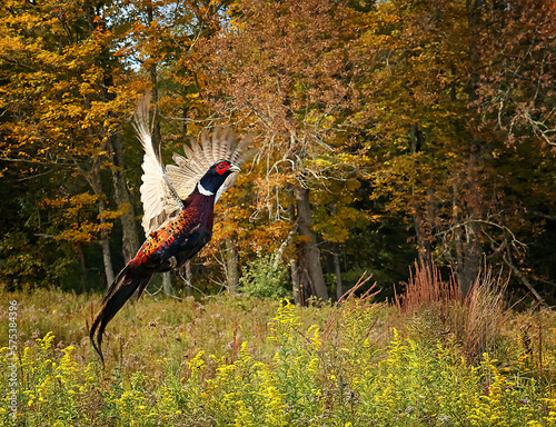 Ringneck Pheasant in Flight