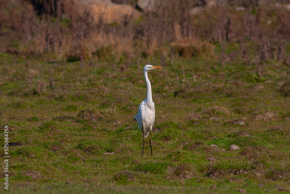 Obraz premium big water bird on the grass, Great Egret, Ardea alba