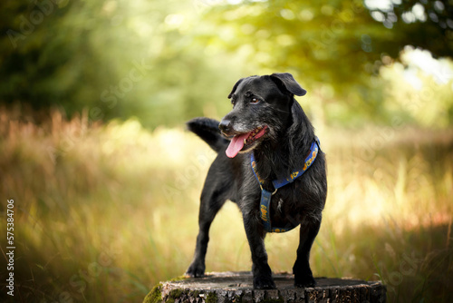 An older dog walking through the woods in spring weather. She likes to exhibit as a model.