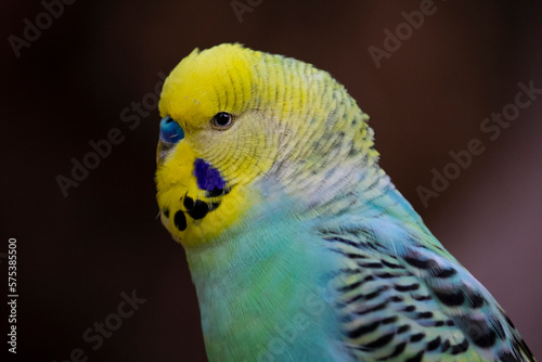 The Budgerigar looks out from the hollow. Melopsittacus undulatus, closeup view. High quality photo