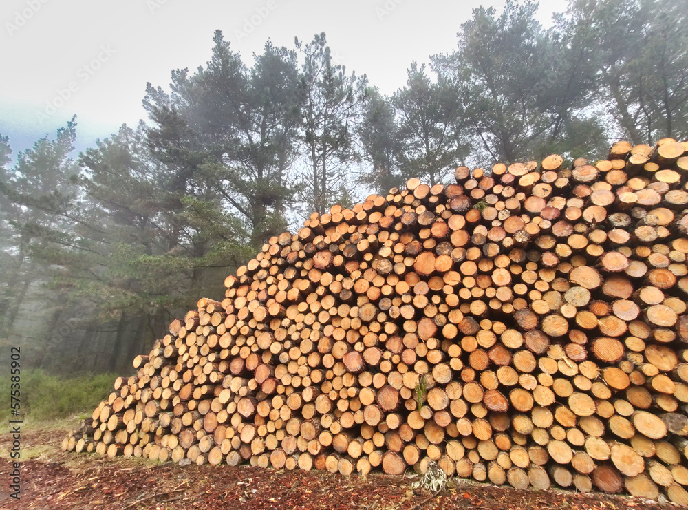 Pile of pine wood ready to be loaded onto a truck, La Degollada, Candamo, Asturias, Spain