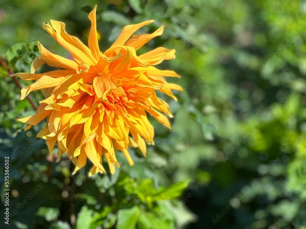 Yellow orange flower dahlia in the garden. Yellow orange flower dahlia in the garden.
