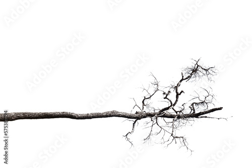 Dead branches   Silhouette dead tree or dry tree  on white background.  