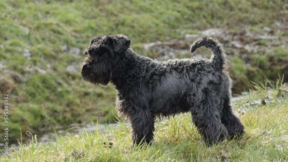 dog on a walk in nature near the river. little black schnauzer dog on a walk in nature near the river. little black schnauzer