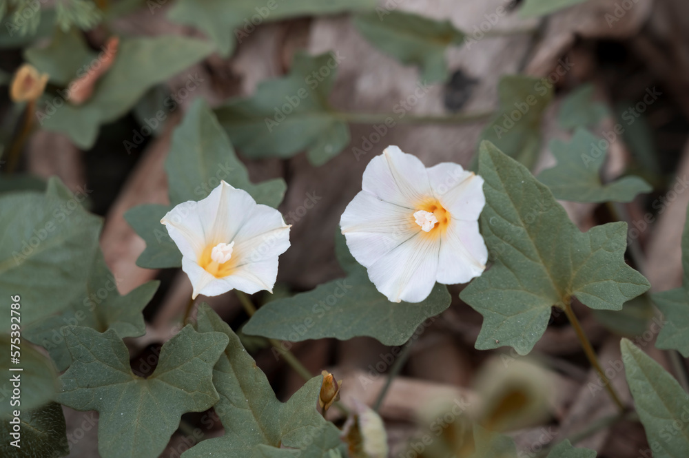 Beautiful white flower. Isolated. Close Up View Beautiful white flower. Isolated. Close Up View