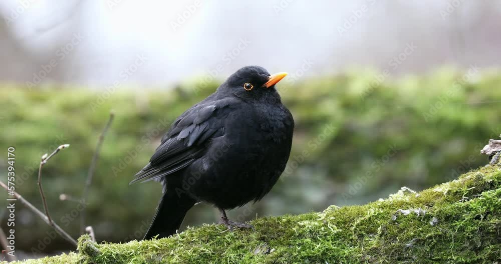 Common Blackbird Turdus merula is Sitting on the Tree Branch. Early Spring. Common Blackbird Turdus merula is Sitting on the Tree Branch. Early Spring.